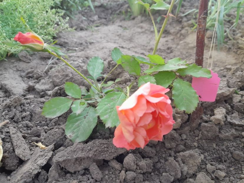 ? - Primul bobocel și prima floricică mult așteptată