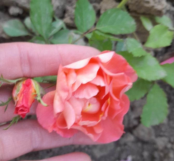 Trebuia să fie burgundy iceberg,dar pare westerland...numai că nu am comandat westerland:(( - Primul bobocel și prima floricică mult așteptată