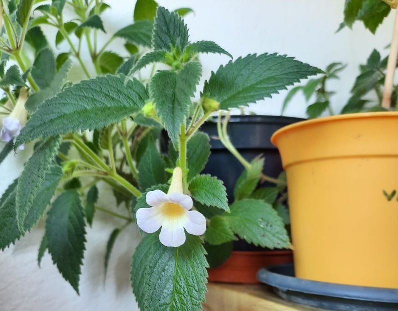 IMG-20230622-WA0007 - MM-S BLUE MOON