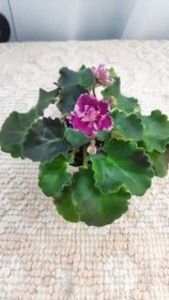 9 iun - LE Porcelain Rose