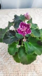 9 iun - LE Porcelain Rose