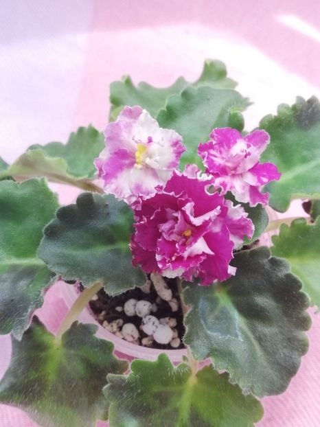 19 iun - LE Porcelain Rose