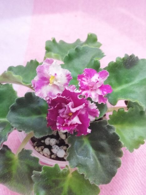 19 iun - LE Porcelain Rose