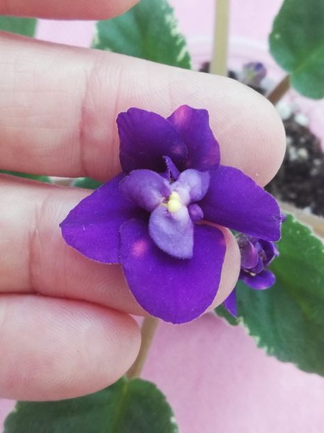 19 iun - Mac s Smoldering Sapphire