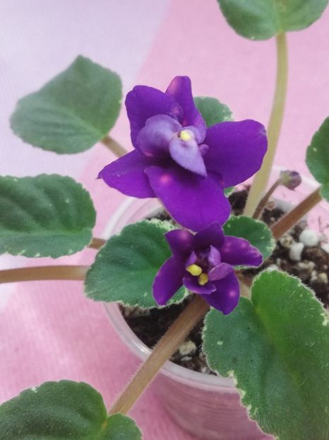 19 iun - Mac s Smoldering Sapphire