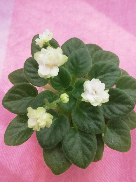 19 iun - Little Darlin