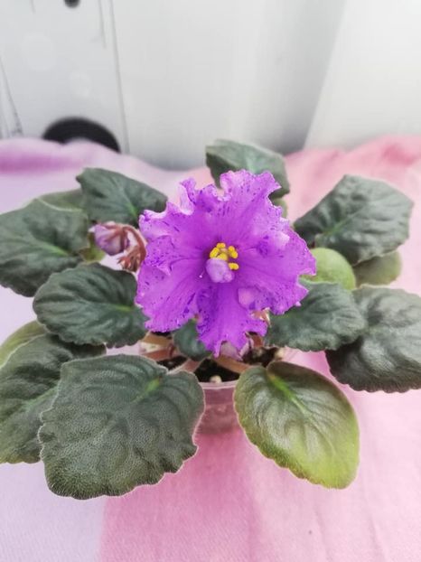 12 apr - K Lovec Snov