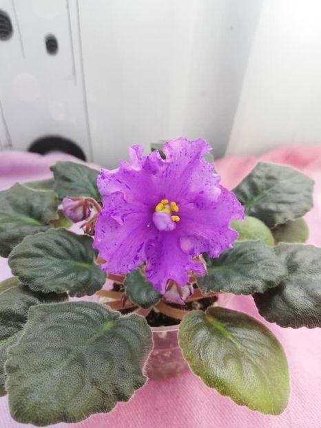 12 apr - K Lovec Snov