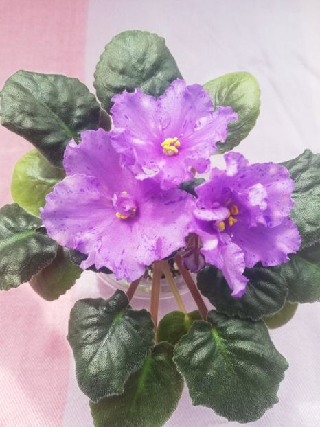 19 apr - K Lovec Snov