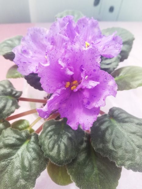 19 apr - K Lovec Snov