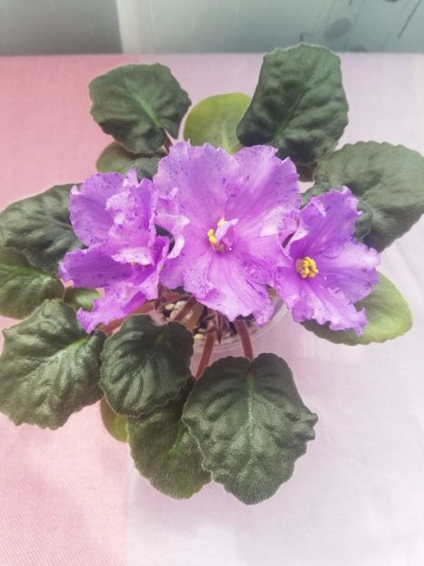 19 apr - K Lovec Snov