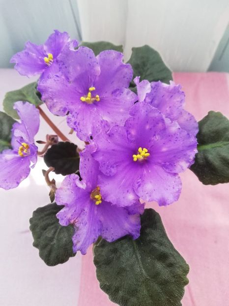 6 mai - K Lovec Snov