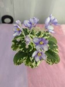 31 ian - N Gorniy Vosduh