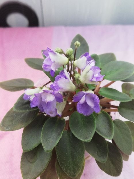 7 apr - LE Goluboy Dunay