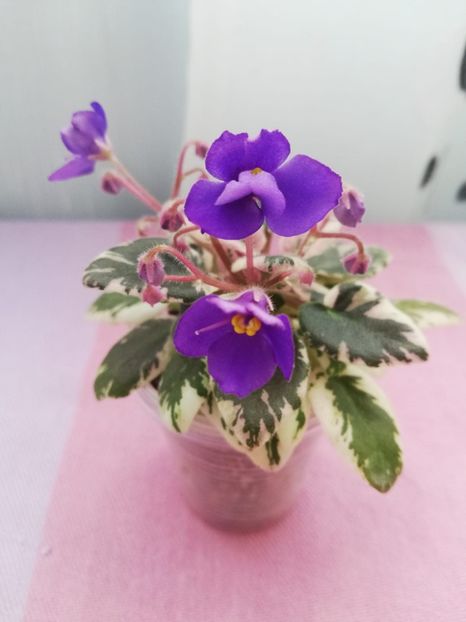 26 apr - N Kot Bajun