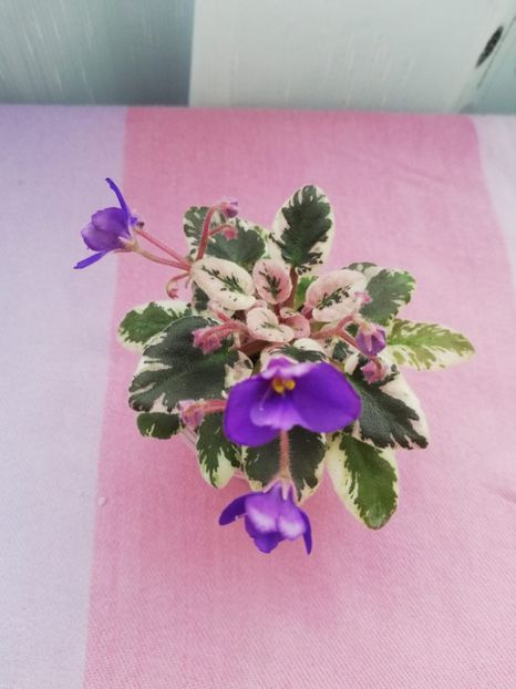 26 apr - N Kot Bajun