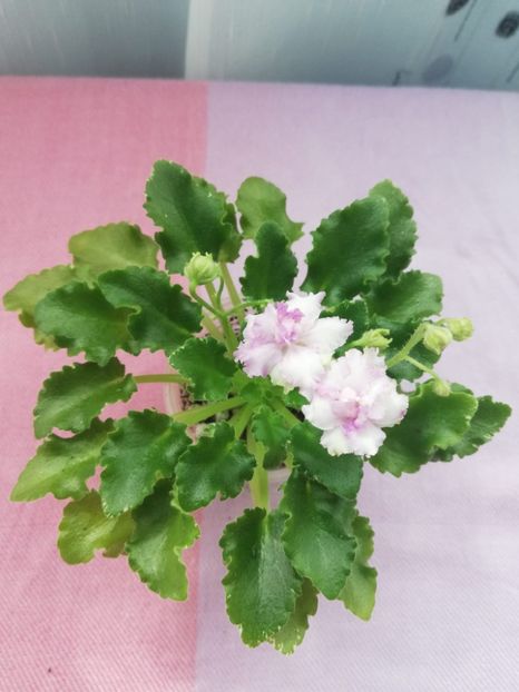 19 apr - N Kruzhevnitsa