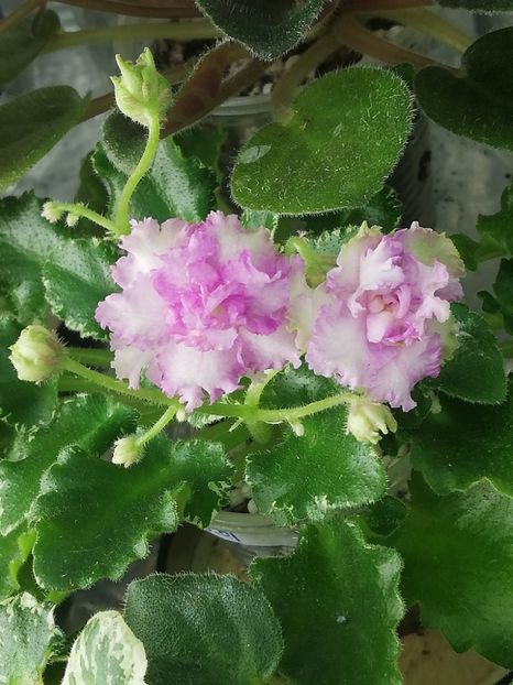 19 apr - N Kruzhevnitsa