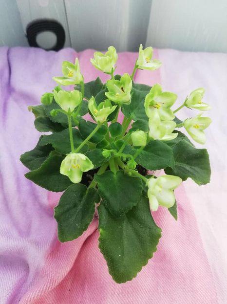 28 mar - N Liagushonok