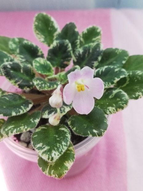 6 mai - N Zhemchuzhinka