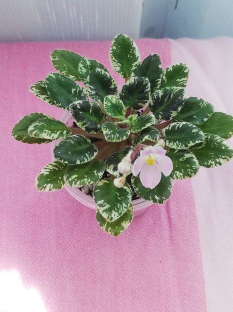 6 mai - N Zhemchuzhinka