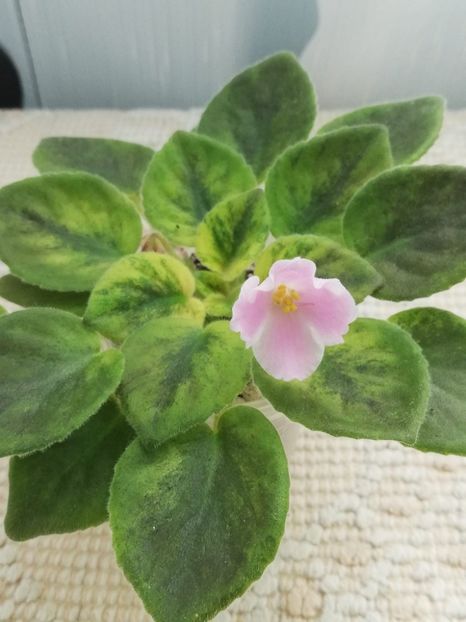 23 mai - N Printsessa na Goroshine