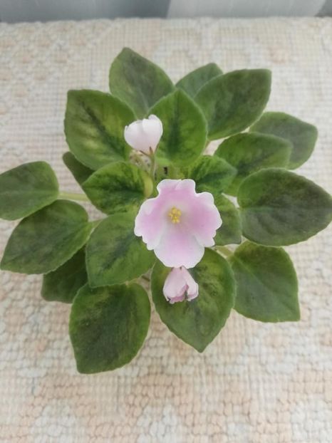 30 mai - N Printsessa na Goroshine