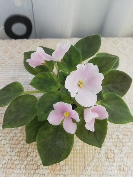 9 iun - N Printsessa na Goroshine