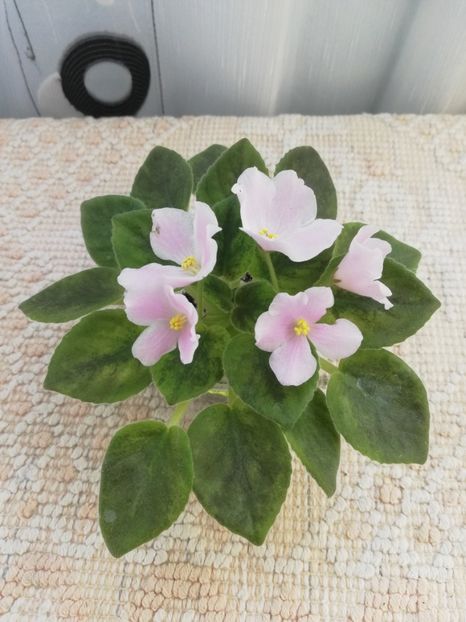 9 iun - N Printsessa na Goroshine