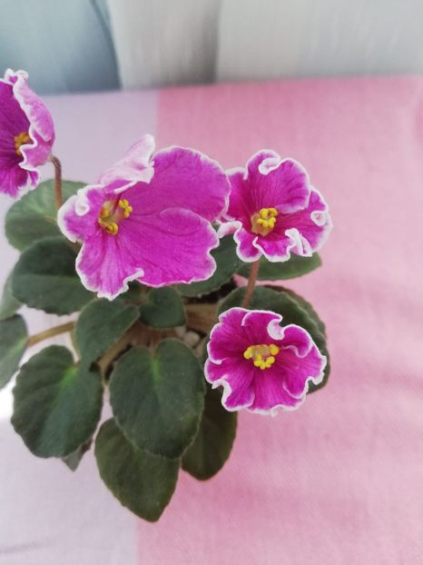 6 mai - N Sa Liubovj!!