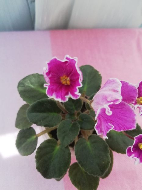 6 mai - N Sa Liubovj!!