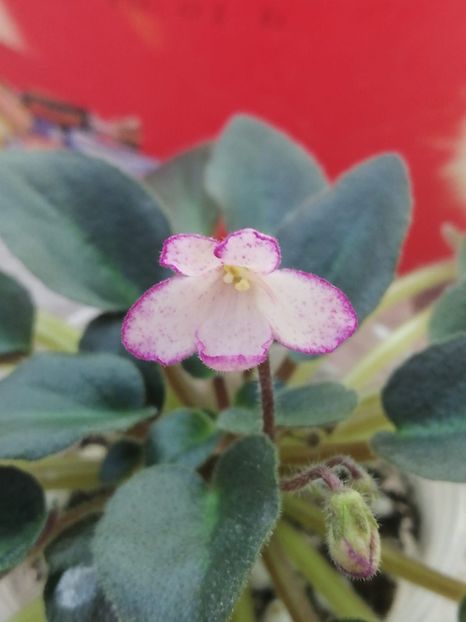 3 mar - N Thumbelina