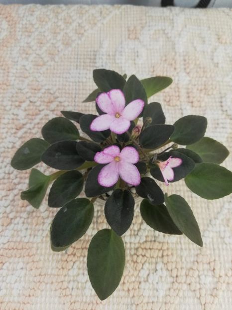 16 mar - N Thumbelina