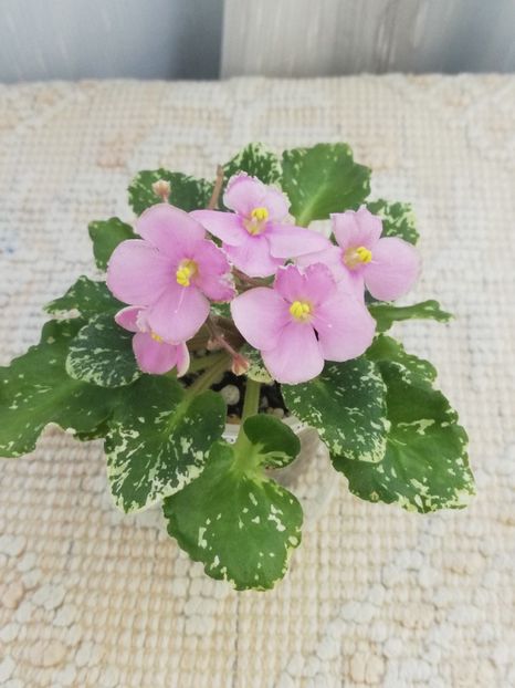 9 iun - N Boa Konstriktor