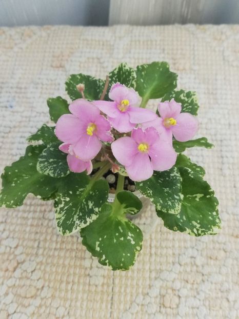 9 iun - N Boa Konstriktor