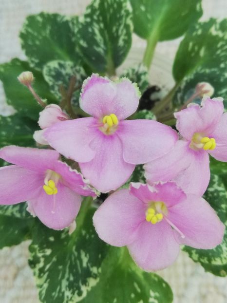 9 iun - N Boa Konstriktor