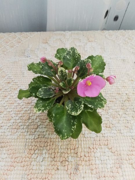 30 mai - N Boa Konstriktor