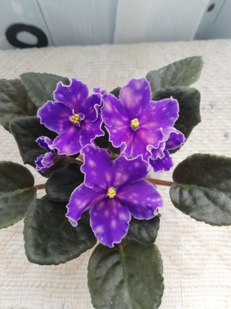 23 mai - Neon Fireflies