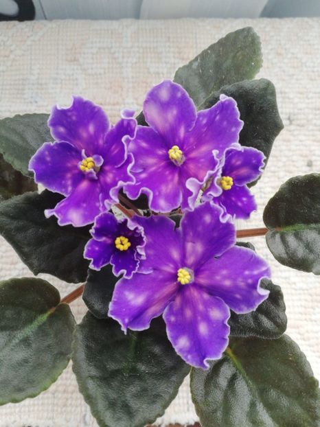 23 mai - Neon Fireflies