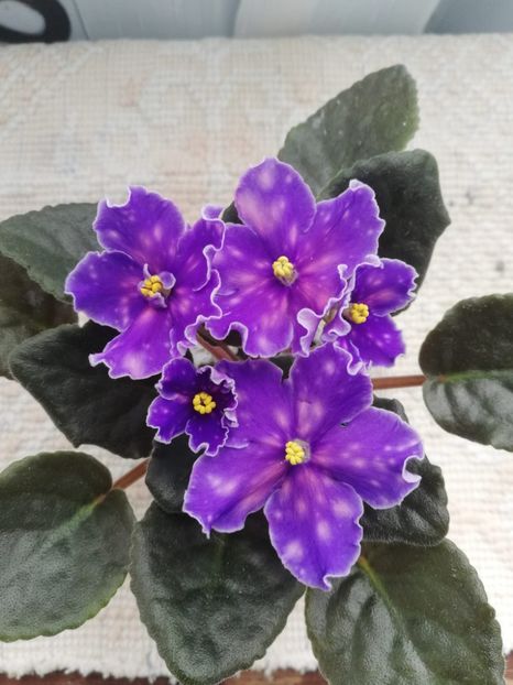 23 mai - Neon Fireflies