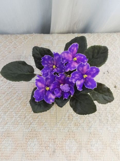 9 iun - Neon Fireflies