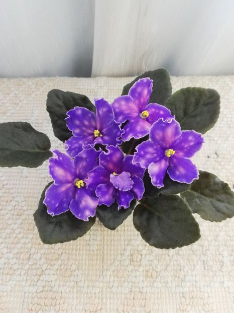 9 iun - Neon Fireflies