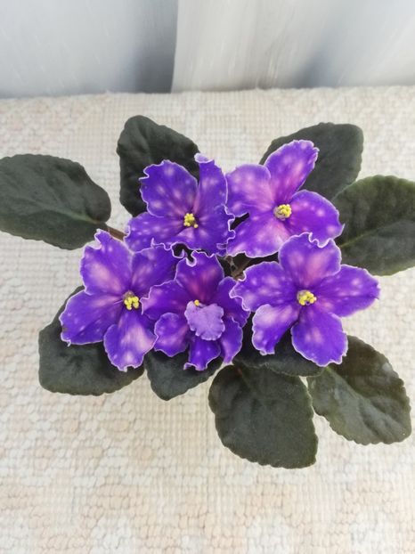 9 iun - Neon Fireflies