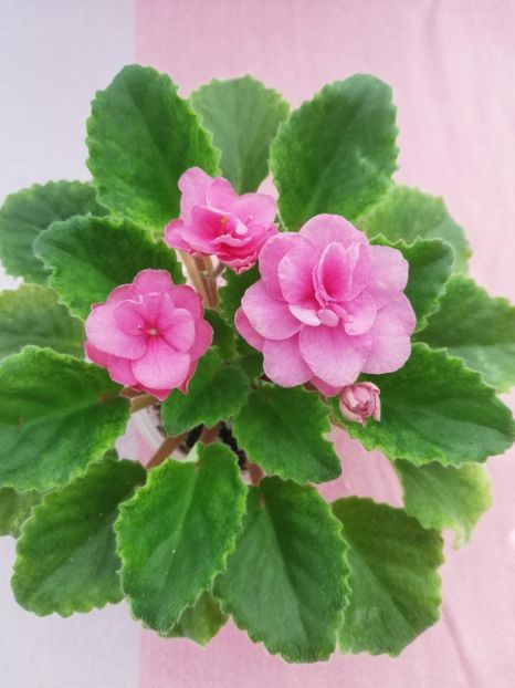 6 mai - NK Klubnichick Kapkeick