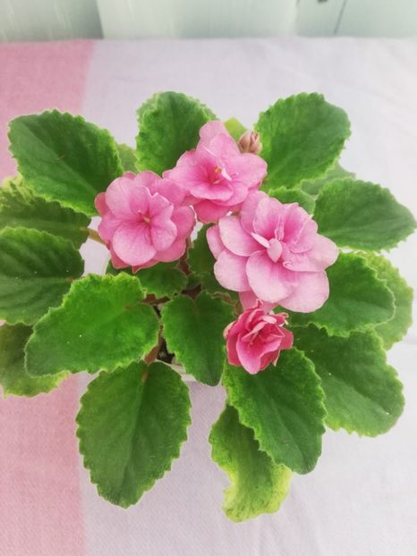 11 mai - NK Klubnichick Kapkeick