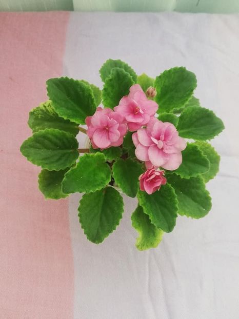 11 mai - NK Klubnichick Kapkeick