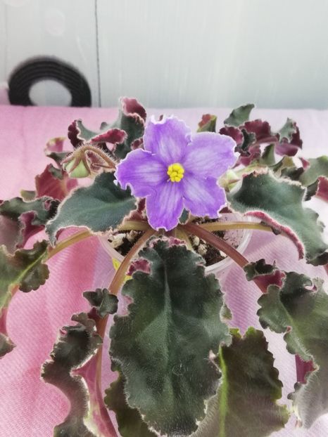 7 apr - OS Tartufola