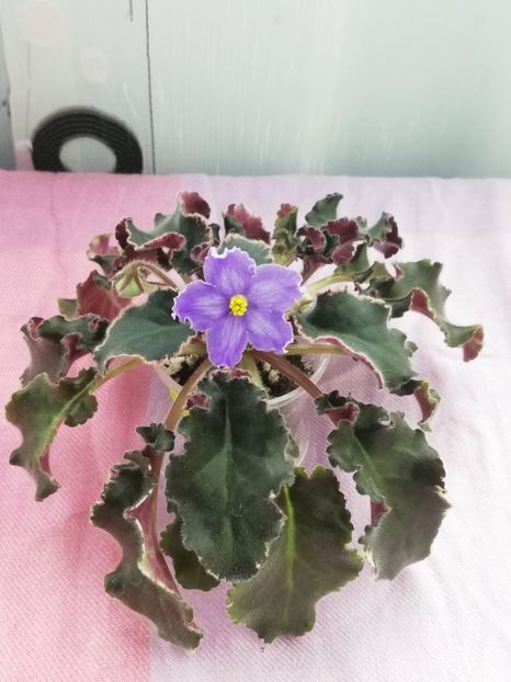 7 apr - OS Tartufola