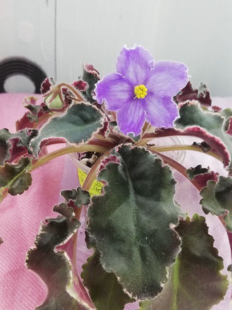 7 apr - OS Tartufola