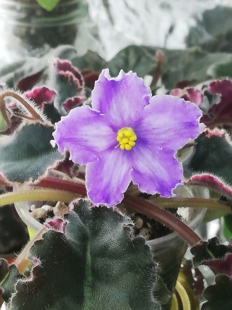 7 apr - OS Tartufola